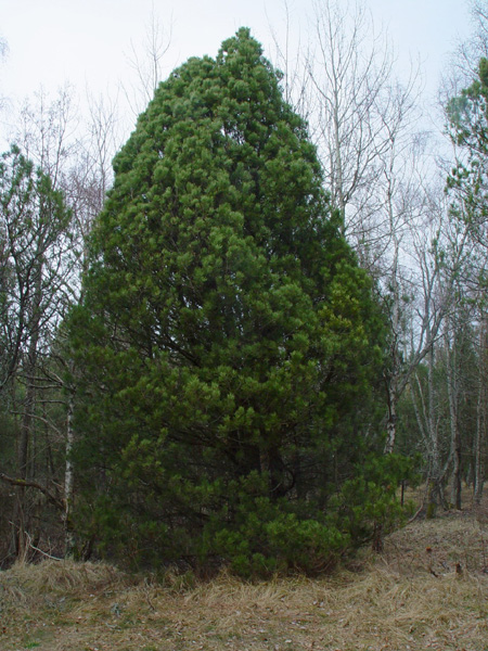 Image of Pinus mugo specimen.