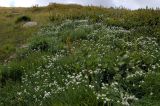 Achillea ledebourii. Заросли на горном лугу. Алтайский край, Змеиногорский р-н, пос. Андреевский (Тигирекский хр.). 16 августа 2008 г.