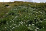 Achillea ledebourii