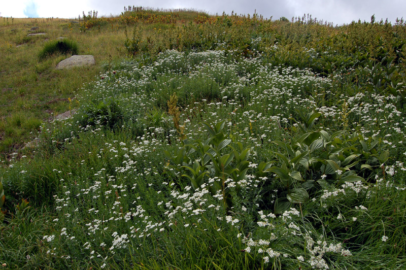 Image of Achillea ledebourii specimen.