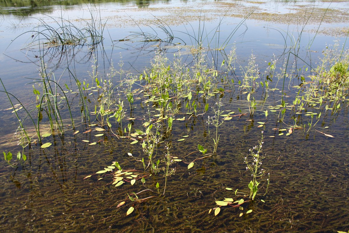 Изображение особи Alisma plantago-aquatica.