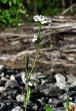 Arabidopsis arenosa