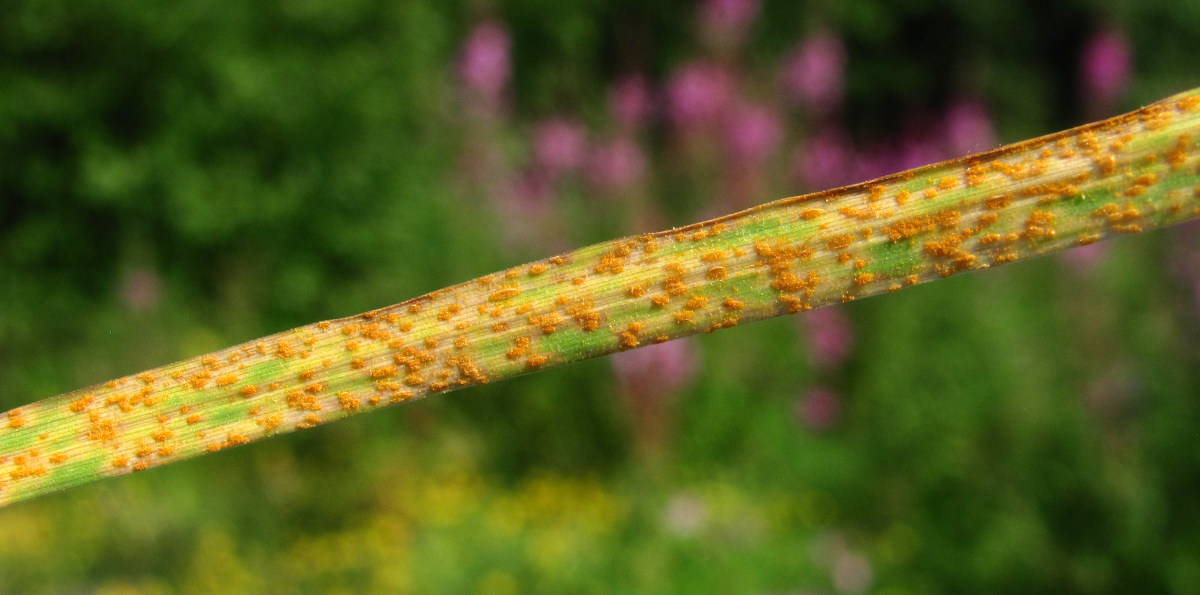 Изображение особи Poa pratensis.