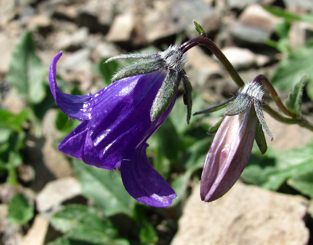 Изображение особи Campanula woronowii.