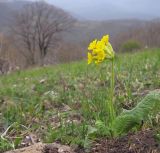 Primula macrocalyx. Цветущее растение. Краснодарский край, м/о г. Геленджик, хр. Коцехур, гора Шахан, склон горы. 18.04.2015.