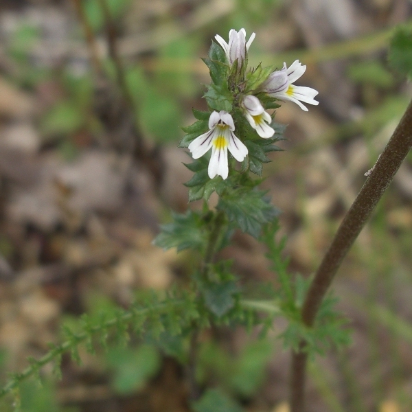 Image of genus Euphrasia specimen.