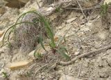 Bupleurum woronowii