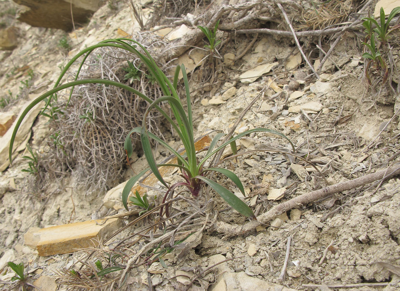 Image of Bupleurum woronowii specimen.