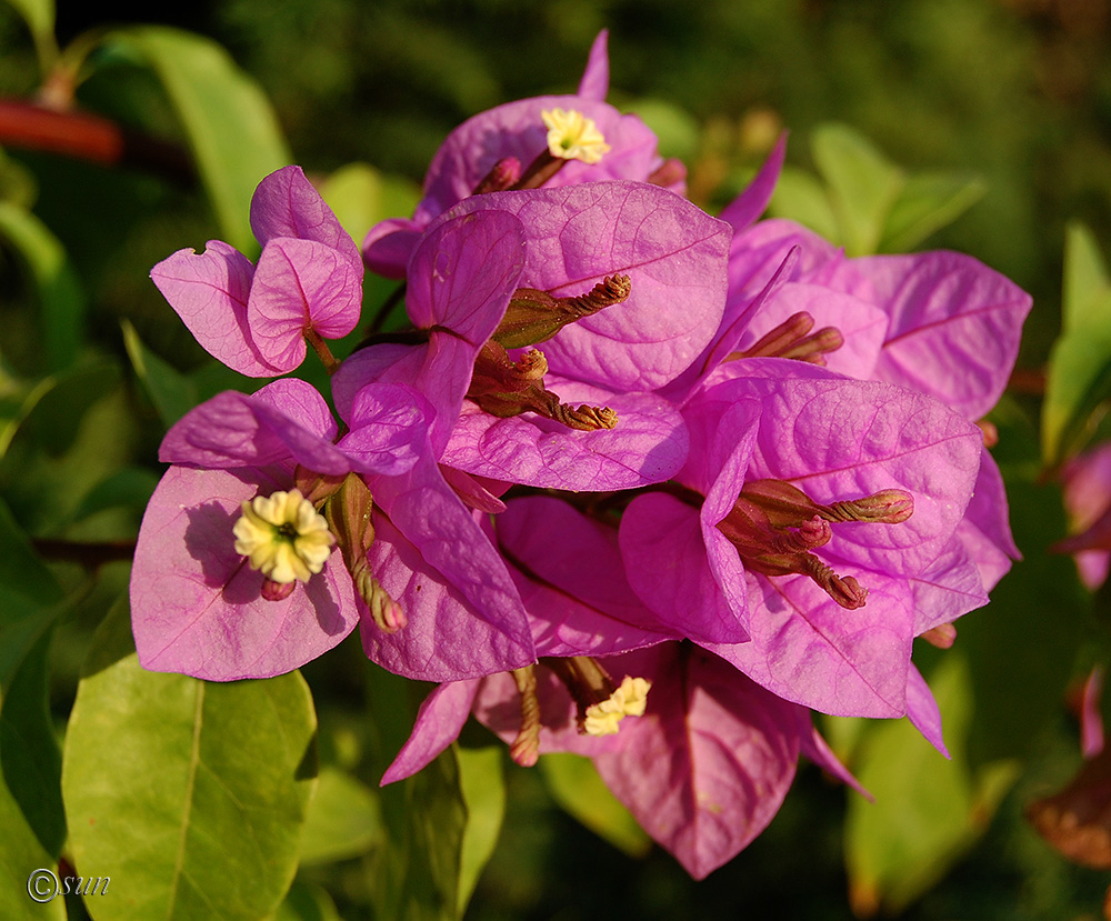 Image of Bougainvillea glabra specimen.