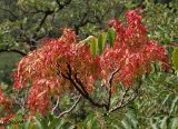 Ailanthus altissima