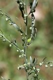 Artemisia absinthium