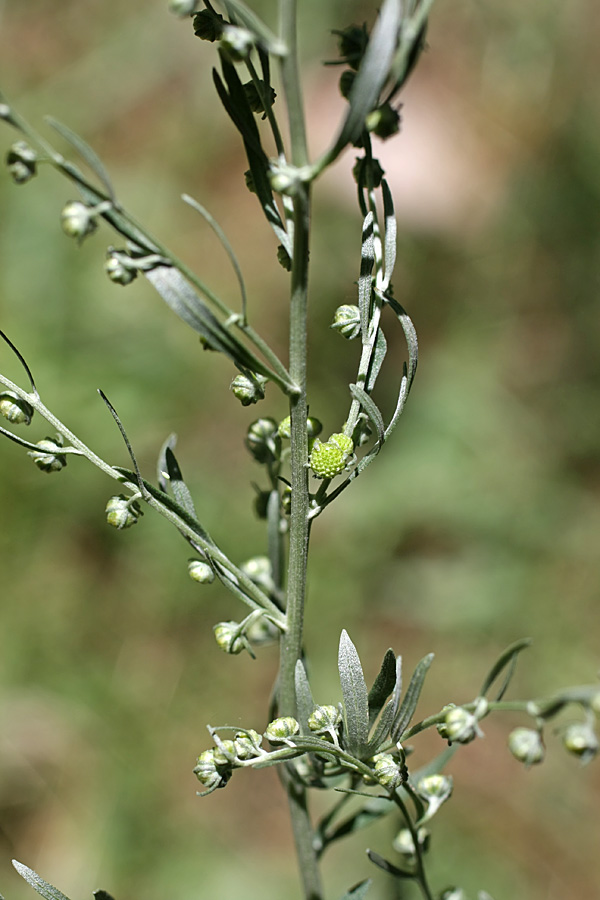 Image of Artemisia absinthium specimen.