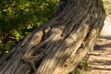 Juniperus oxycedrus подвид macrocarpa. Часть ствола старого дерева. Греция, Эгейское море, о. Парос, окр. пос. Санта Мария, дюны, переходящие в пляжи. 20.12.2015.