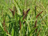 Carex rhynchophysa. Верхушки плодоносящих растений. Иркутская обл., Иркутский р-н, окр. пос. Большая Речка, берег залива, р. Ангара. 28.07.2014.