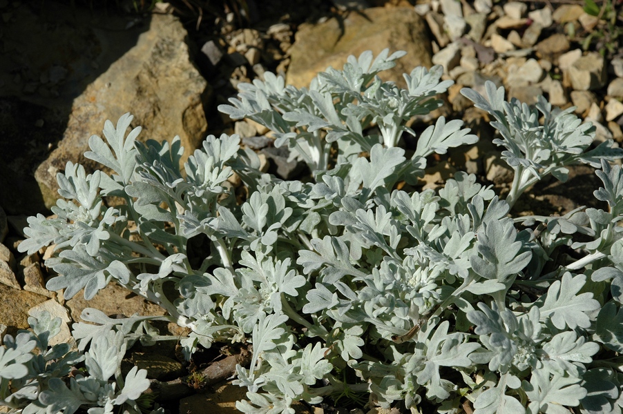 Image of Artemisia stelleriana specimen.