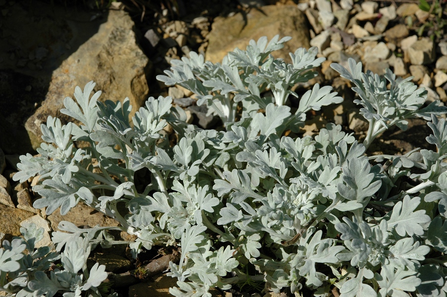 Изображение особи Artemisia stelleriana.