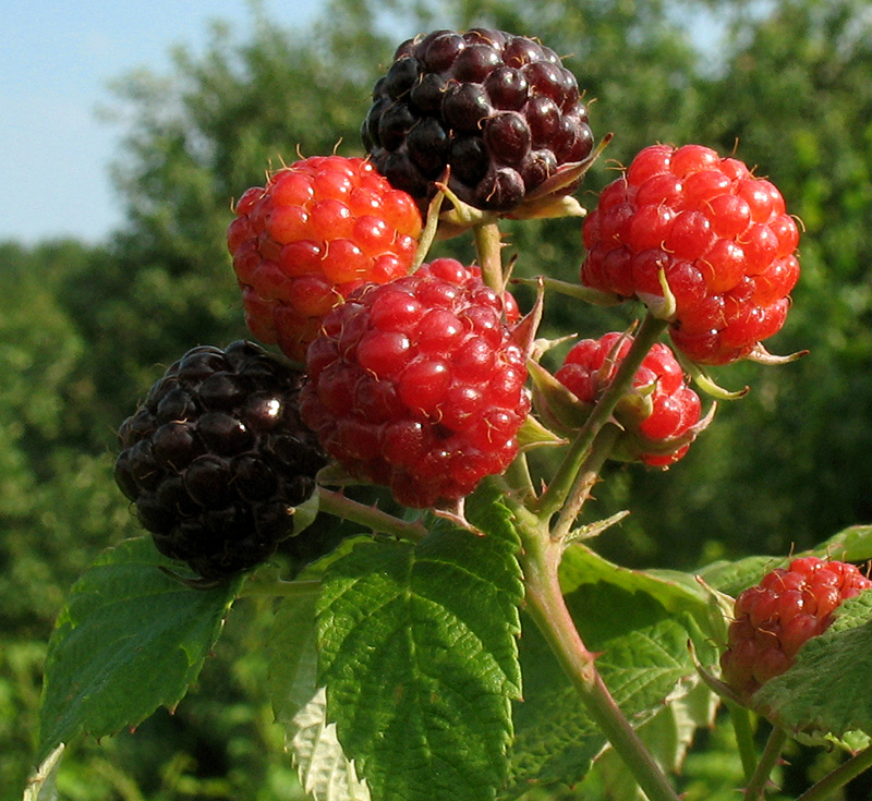 Image of Rubus occidentalis specimen.