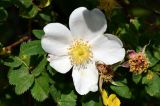 genus Rosa
