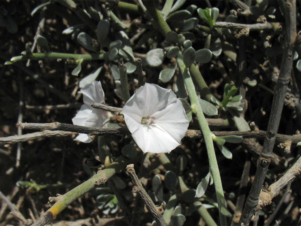 Image of Convolvulus caput-medusae specimen.