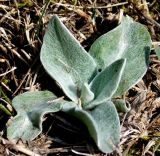 Centaurea czerkessica