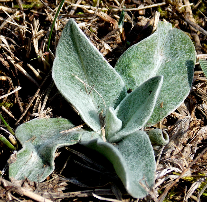 Image of Centaurea czerkessica specimen.