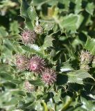 Cirsium arvense