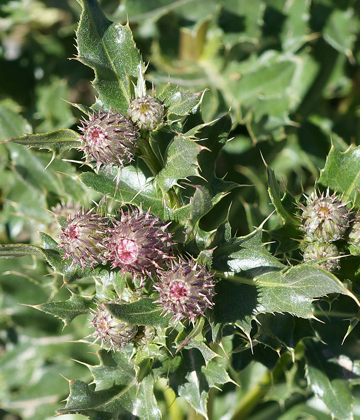 Изображение особи Cirsium arvense.