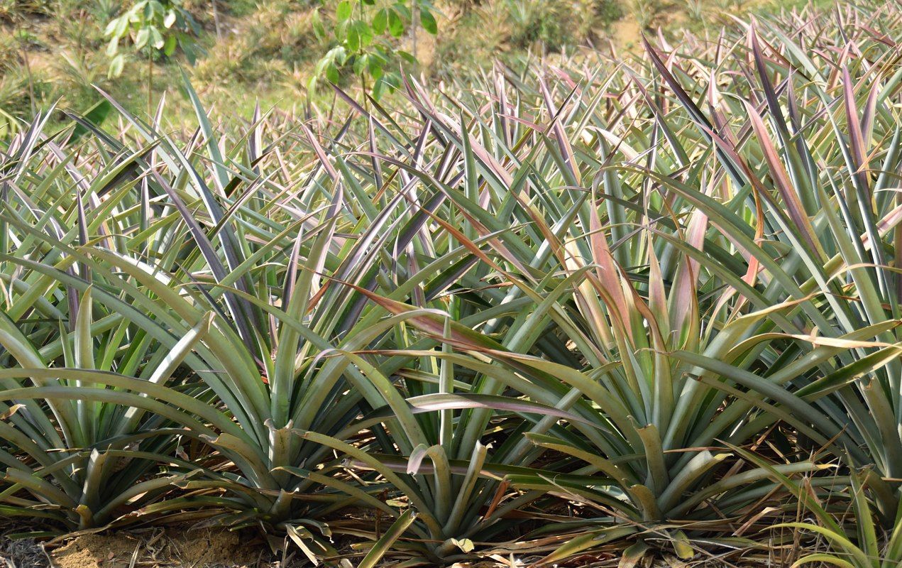 Image of Ananas comosus specimen.