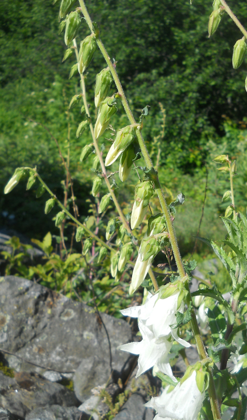 Изображение особи Campanula alliariifolia.