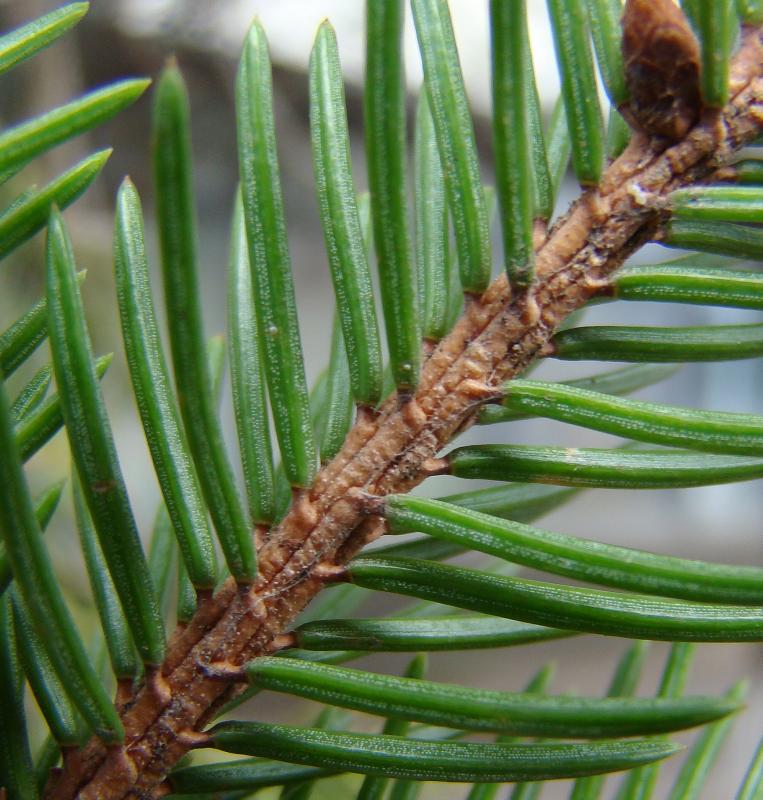 Image of Picea &times; fennica specimen.