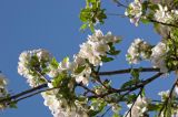 Malus sieversii