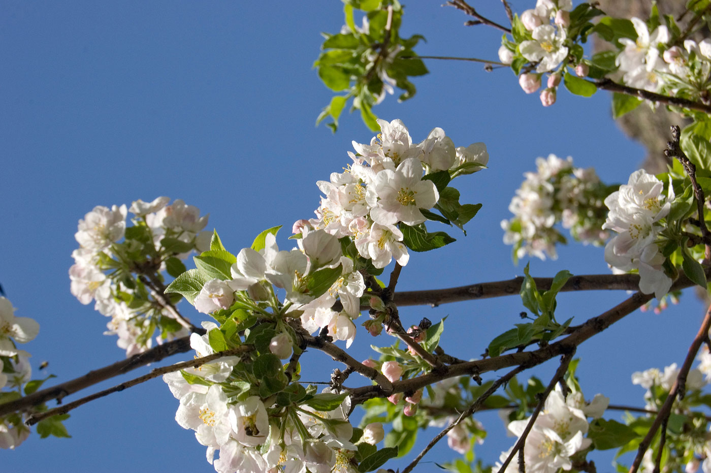 Изображение особи Malus sieversii.