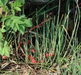 Ephedra monosperma