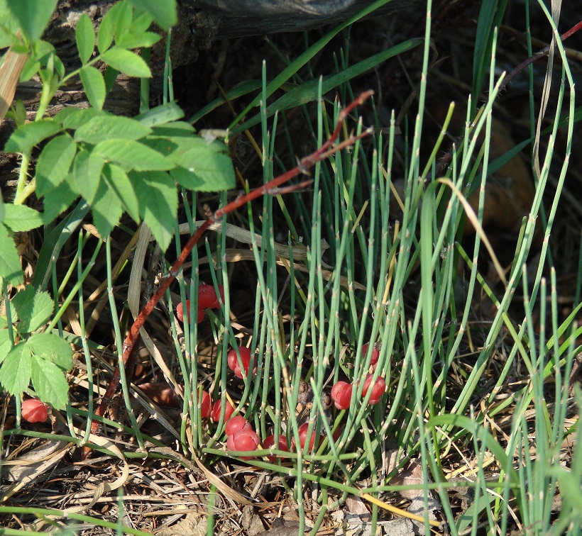 Image of Ephedra monosperma specimen.