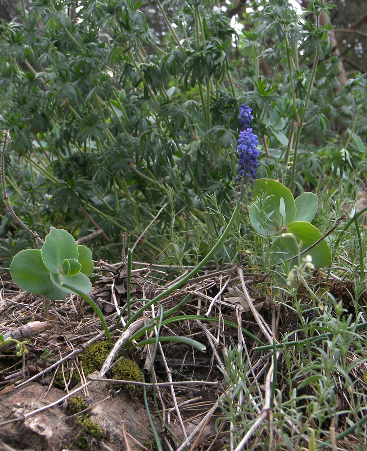 Изображение особи Muscari armeniacum.