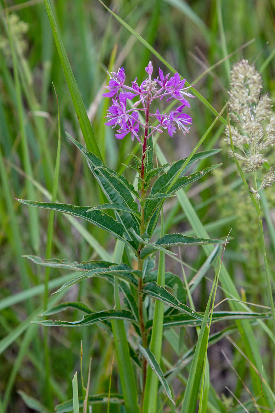 Image of Chamaenerion angustifolium specimen.