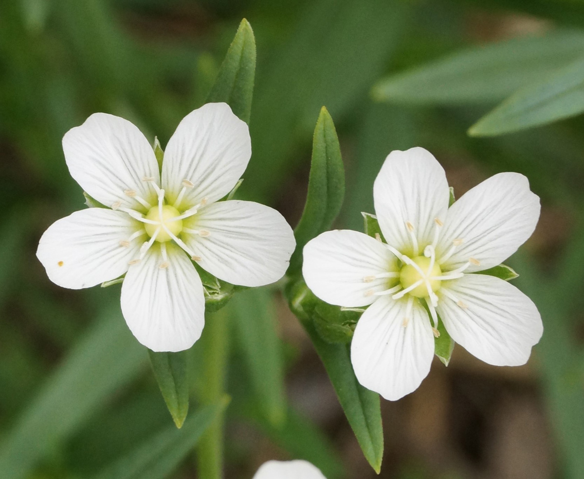 Изображение особи Cerastium bungeanum.