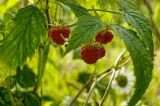 Rubus idaeus. Часть плодоносящего побега. Пермский край, Кунгурский р-н, долина р. Бабка, прибрежный галечник. 19 июля 2015 г.