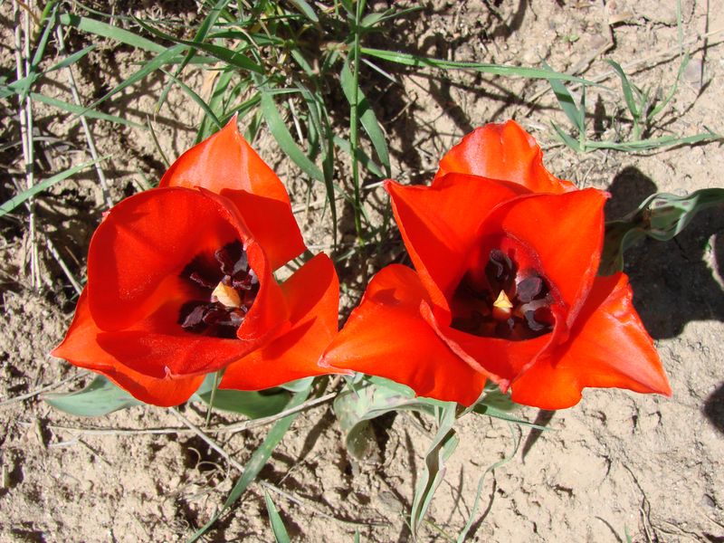 Image of Tulipa greigii specimen.