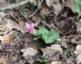 Cyclamen repandum. Цветущее растение. Рядом - проростки Phillyrea latifolia. Италия, окр. Рима, пески у побережья Тирренского моря, маккия c преобладанием Quercus ilex и Juniperus oxycedrus. 09.04.2016.