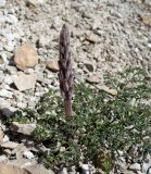 Orobanche spectabilis