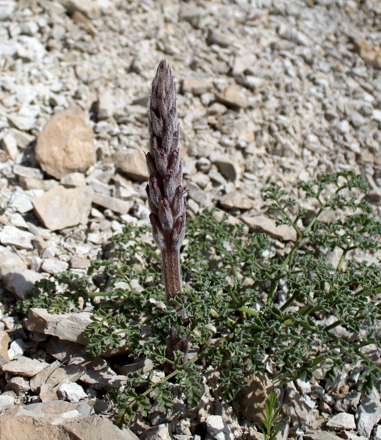 Image of Orobanche spectabilis specimen.