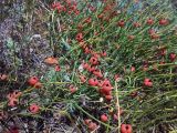 Ephedra distachya. Растения с шишкоягодами. Крым, окр. Судака, склон мыса Кыз-Куле-Бурун. 15.07.2009.