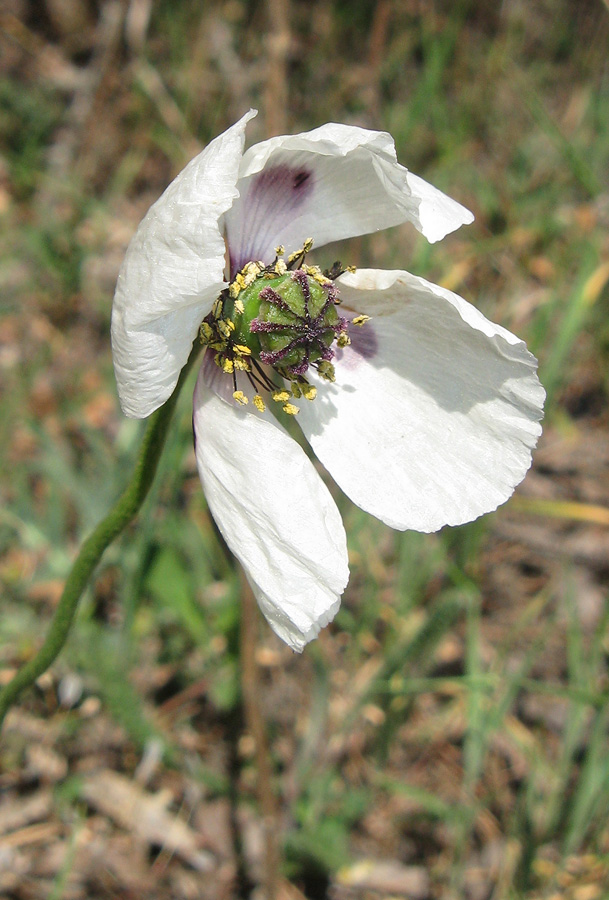 Image of Papaver albiflorum specimen.