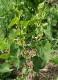 Aristolochia clematitis