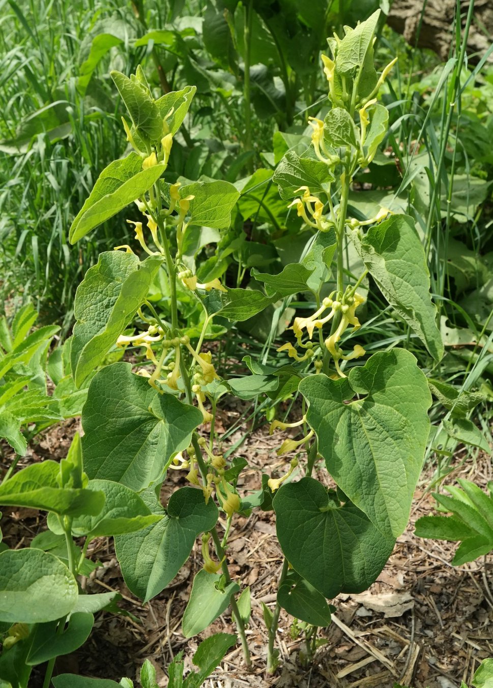 Image of Aristolochia clematitis specimen.