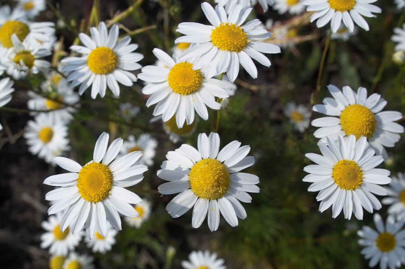 Изображение особи Tripleurospermum inodorum.