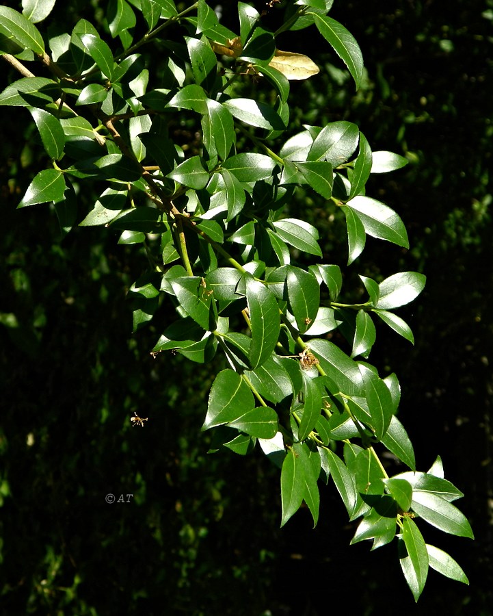 Image of Osmanthus &times; burkwoodii specimen.