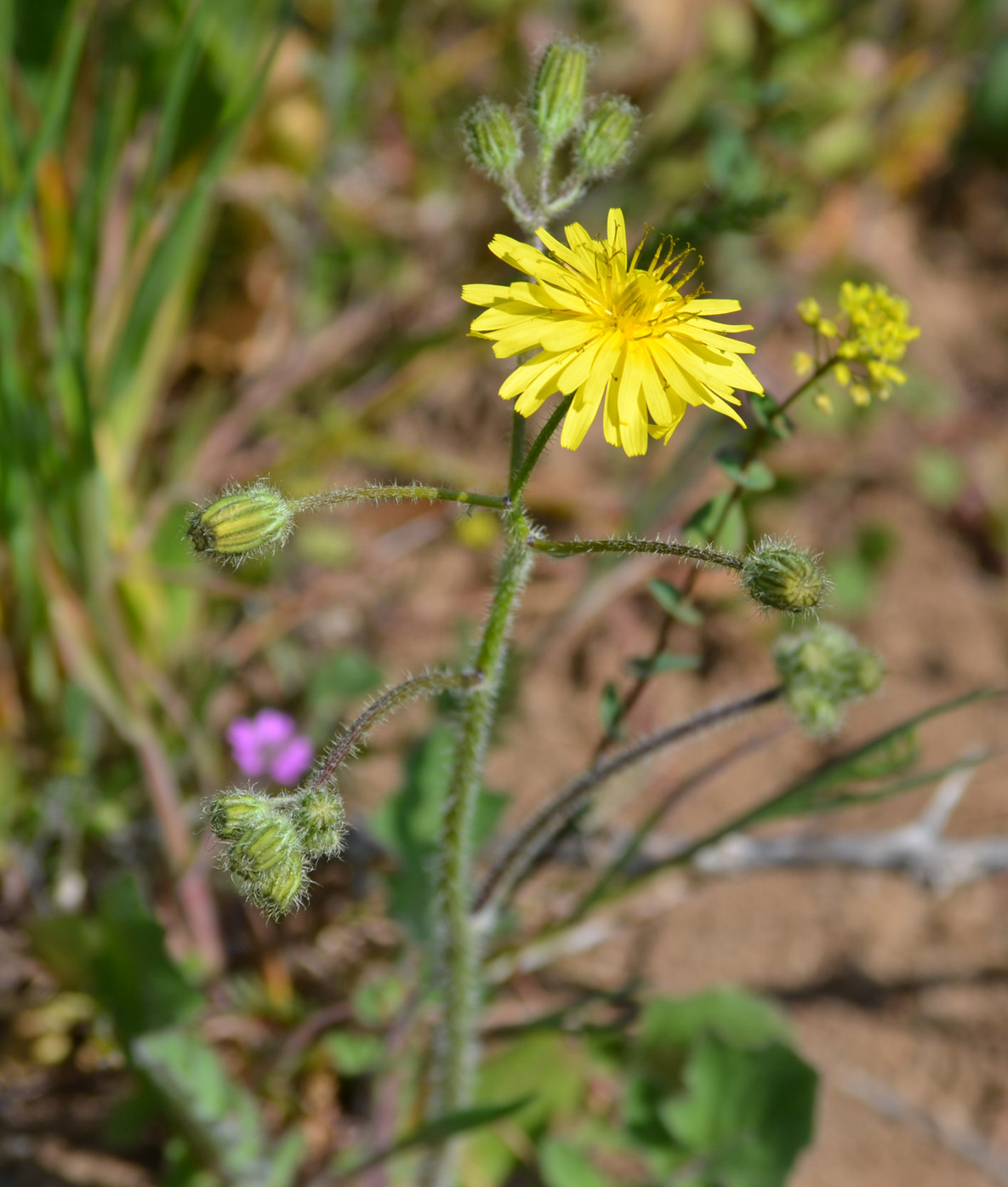 Image of Lagoseris sancta specimen.