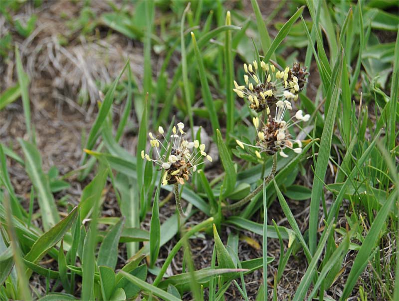 Изображение особи Plantago atrata.